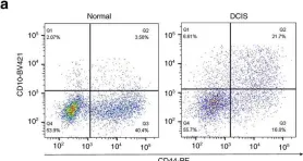 Fig.2.A showing Flow cytometry/Cell sorting in a Homo sapiens (Human) sample from the publication: Perturbed myoepithelial cell differentiation in BRCA mutation carriers and in ductal carcinoma in situ.