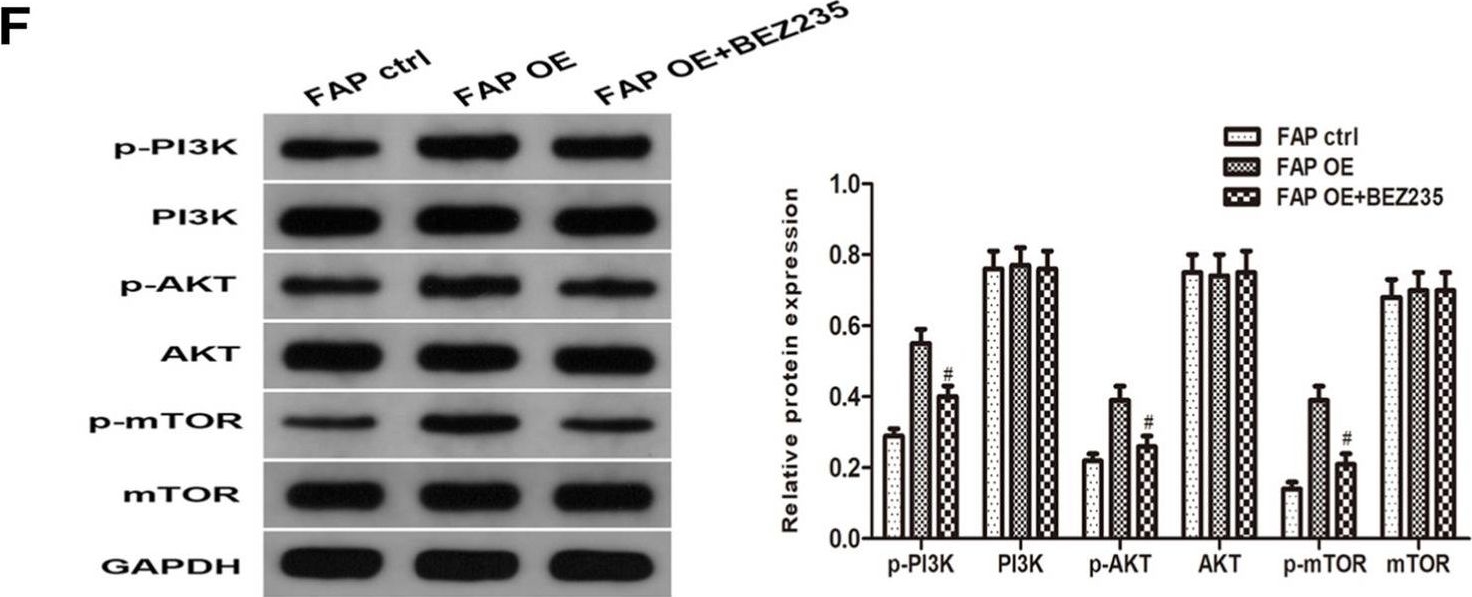 Fig.7.F showing Western Blotting from the publication: FAP promotes clear cell renal cell carcinoma progression via activating the PI3K/AKT/mTOR signaling pathway.