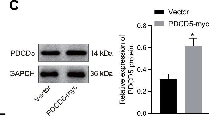 Fig.1.C showing Western Blotting in a Homo sapiens (Human) sample from the publication: PDCD5 inhibits progression of renal cell carcinoma by promoting T cell immunity: with the involvement of the HDAC3/microRNA-195-5p/SGK1.