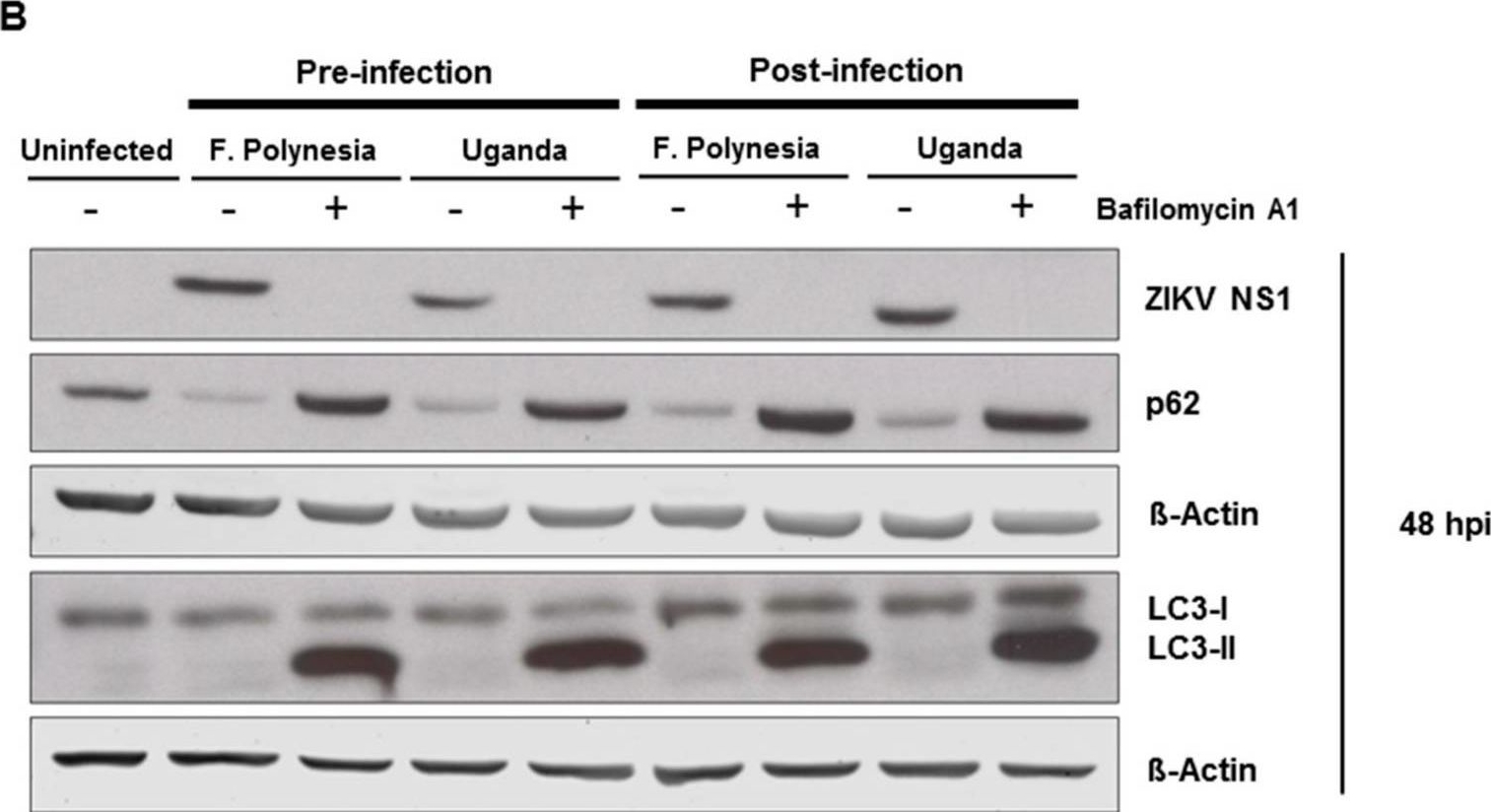 Bafilomycin A1 and U18666A Efficiently Impair ZIKV Infection.