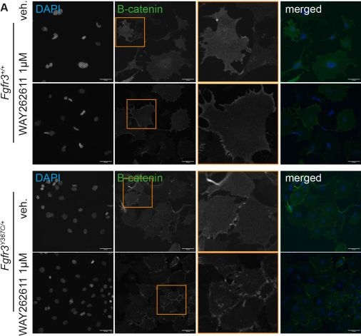 Fig.4.A showing Immunocytochemistry-immunofluorescence in a Mus musculus (House mouse) sample from the publication: Dkk1 inhibition restores mandibular growth in an achondroplasia mouse model.