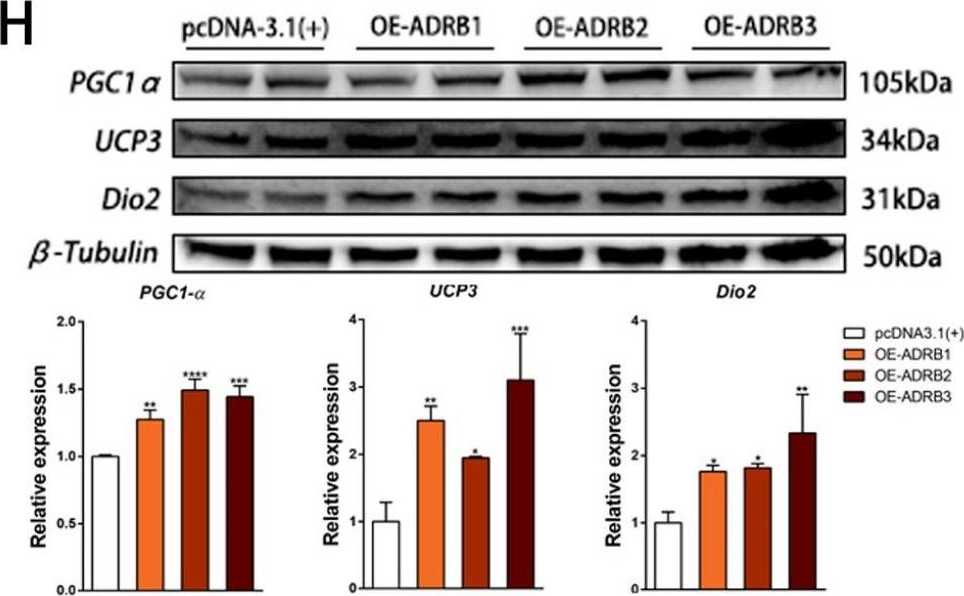 Fig.4.H showing Western Blotting from the publication: The Role of β3-Adrenergic Receptors in Cold-Induced Beige Adipocyte Production in Pigs.
