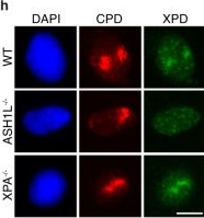 Fig.5.H showing Immunocytochemistry-immunofluorescence from the publication: ASH1L-MRG15 methyltransferase deposits H3K4me3 and FACT for damage verification in nucleotide excision repair.