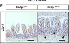 Fig.2.E showing Immunohistochemistry in a Mus musculus (House mouse) sample from the publication: Caspase-8 in endothelial cells maintains gut homeostasis and prevents small bowel inflammation in mice.