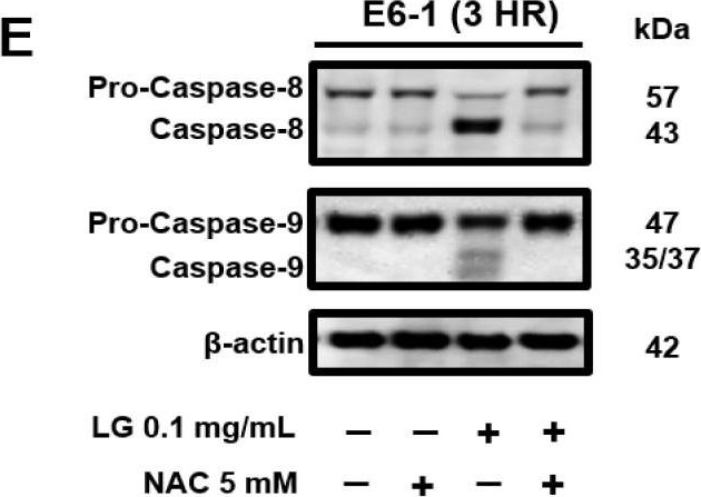 Fig.5.E showing Western Blotting in a Homo sapiens (Human) sample from the publication: Cymbopogon citratus and Camellia sinensis extracts selectively induce apoptosis in cancer cells and reduce growth of lymphoma xenografts in vivo.