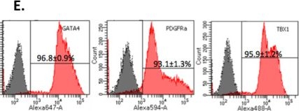 Fig.1.E showing Flow cytometry/Cell sorting in a Homo sapiens (Human) sample from the publication: Rapid Generation of Pulmonary Organoids from Induced Pluripotent Stem Cells by Co-Culturing Endodermal and Mesodermal Progenitors for Pulmonary Disease Modelling.