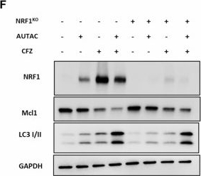 Fig.4.F showing Western Blotting in a Mus musculus (House mouse) sample from the publication: Proteasome inhibition enhances lysosome-mediated targeted protein degradation.