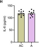Fig.1.H showing Enzyme-linked immunosorbent assay from the publication: Xenogeneic Mitochondrial Transplantation Improves Selected Age-Associated Phenotypes in Mice.