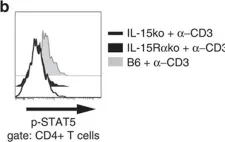Fig.7.B showing Flow cytometry/Cell sorting in a Mus musculus (House mouse) sample from the publication: IL-15-dependent balance between Foxp3 and RORγt expression impacts inflammatory bowel disease.