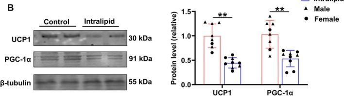 Fig.5.B showing Western Blotting from the publication: Intralipid Infusion to Fetal Sheep (Ovis aries) Promotes Differentiation and Lipid Accumulation of Adipose Tissues.