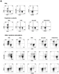 Fig.9.B showing Flow cytometry/Cell sorting in a Homo sapiens (Human) sample from the publication: TL1A induces TCR independent IL-6 and TNF-α production and growth of PLZF⁺ leukocytes.