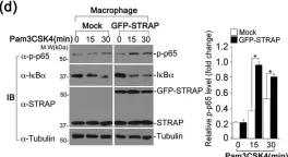 Fig.2.D showing Western Blotting from the publication: STRAP Acts as a Scaffolding Protein in Controlling the TLR2/4 Signaling Pathway.