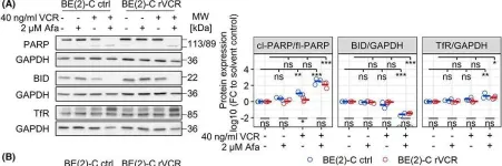 Fig.7.A showing Western Blotting from the publication: ERBB and P-glycoprotein inhibitors break resistance in relapsed neuroblastoma models through P-glycoprotein.