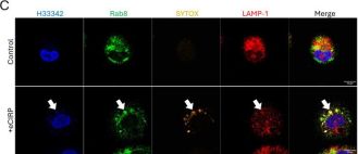 LAMP1 (D4O1S) Mouse mAb | Cell Signaling Technology