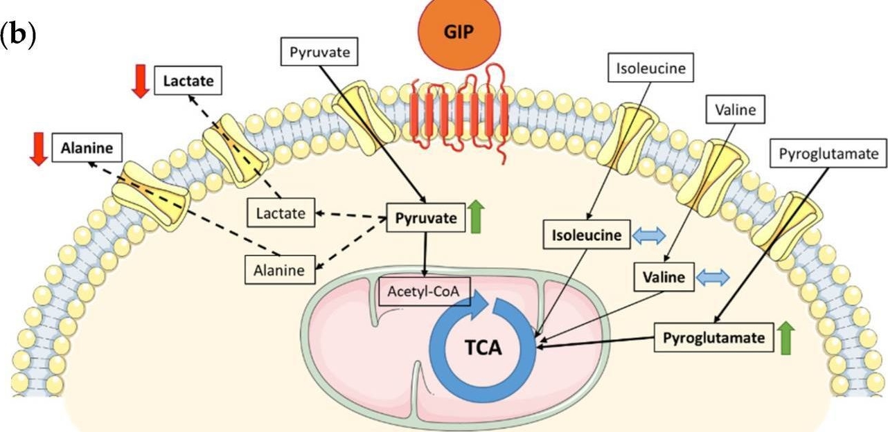 Fig.5.B from the publication: Dysglycemia Shapes Visceral Adipose Tissue's Response to GIP, GLP-1 and Glucagon in Individuals with Obesity.