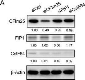 Fig.2.A showing Western Blotting in a Homo sapiens (Human) sample from the publication: WDR33 alternative polyadenylation is dependent on stochastic poly(a) site usage and splicing efficiencies.