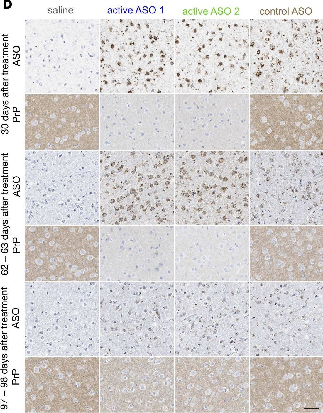 Fig.1.D showing Immunohistochemistry from the publication: Antisense oligonucleotides extend survival of prion-infected mice.