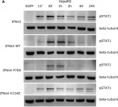 Fig.1.A showing Western Blotting from the publication: Conserved Induction of Distinct Antiviral Signalling Kinetics by Primate Interferon Lambda 4 Proteins.