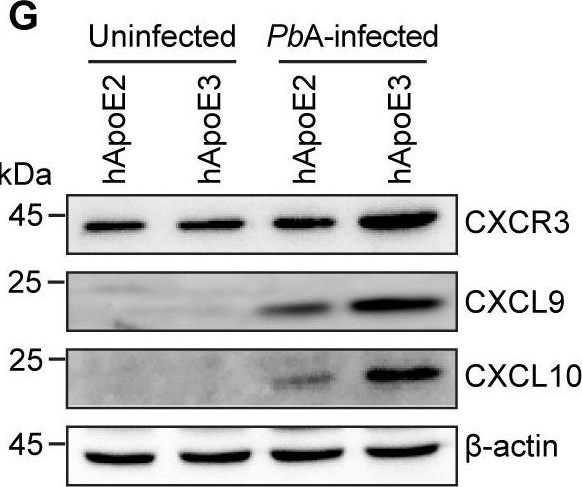 Fig.5.G showing Western Blotting in a Mus musculus (House mouse) sample from the publication: Human ApoE2 protects mice against Plasmodium berghei ANKA experimental cerebral malaria.