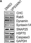 Fig.3.A showing Western Blotting from the publication: Endosomal phosphatidylinositol 3-phosphate controls synaptic vesicle cycling and neurotransmission.