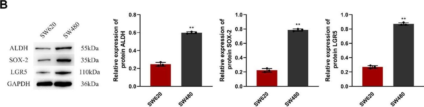 Fig.1.B showing Western Blotting in a Homo sapiens (Human) sample from the publication: Yi Gong San inhibits tumor immune escape by sensitizing colorectal cancer stem cells via the NF-κB pathway.