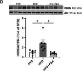 Fig.2.D showing Western Blotting in a Mus musculus (House mouse) sample from the publication: Palmitoylethanolamide counteracts high-fat diet-induced gut dysfunction by reprogramming microbiota composition and affecting tryptophan metabolism.