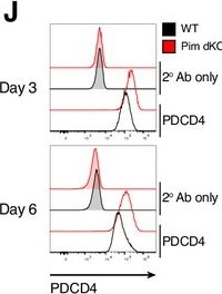 Fig.5.J showing Flow cytometry/Cell sorting in a Mus musculus (House mouse) sample from the publication: PIM kinase control of CD8 T cell protein synthesis and cell trafficking.