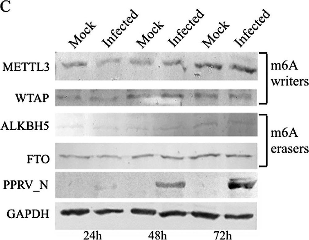 Fig.2.C showing Western Blotting from the publication: N6-Methyladenosine RNA Modification in Host Cells Regulates Peste des Petits Ruminants Virus Replication.