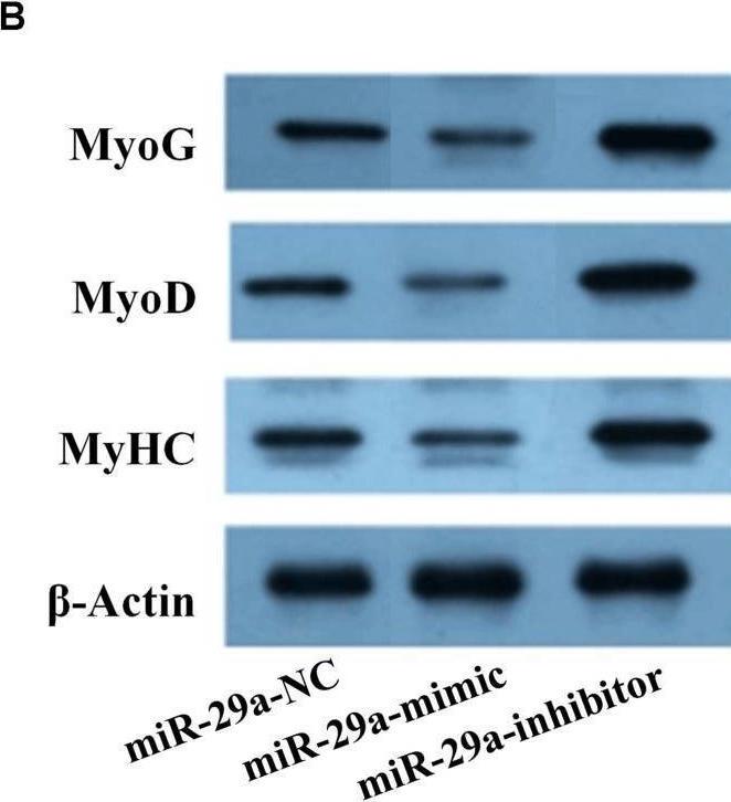 Fig.2.B showing Western Blotting from the publication: Long Noncoding RNA (lncRNA) CTTN-IT1 Elevates Skeletal Muscle Satellite Cell Proliferation and Differentiation by Acting as ceRNA for YAP1 Through Absorbing miR-29a in Hu Sheep.