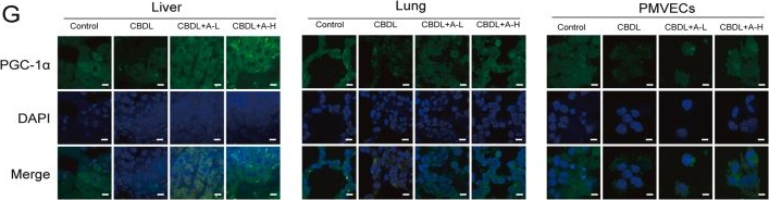 Fig.7.G showing Immunocytochemistry-immunofluorescence from the publication: Agrimoniin ameliorates intrapulmonary angiogenesis and improves hypoxemia in hepatopulmonary syndrome via PGC-1α activation and glycolysis down-regulation.