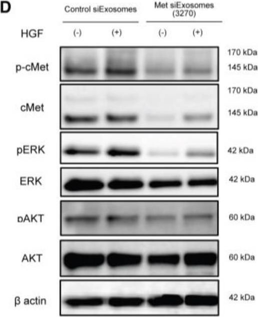 Fig.3.D showing Western Blotting from the publication: Patient-Derived Exosomes as siRNA Carriers in Ovarian Cancer Treatment.
