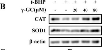 Fig.2.B showing Western Blotting in a Homo sapiens (Human) sample from the publication: γ-Glutamylcysteine Alleviates t-BHP-Induced Oxidative Damage in NIH/3T3 Fibroblasts by Promoting Nuclear Translocation of Nrf2.