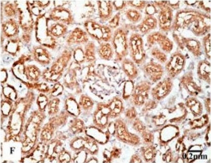 Fig.8.F showing Immunohistochemistry in a Rattus norvegicus (Rat) sample from the publication: Modulation Effects of Eugenol on Nephrotoxicity Triggered by Silver Nanoparticles in Adult Rats.
