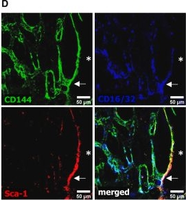 Fig.2.D showing Immunohistochemistry-immunofluorescence from the publication: Polyclonal regeneration of mouse bone marrow endothelial cells after irradiative conditioning.