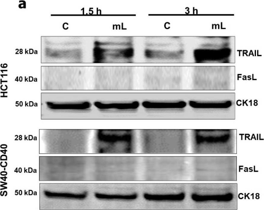 Fig.5.A showing Western Blotting in a Homo sapiens (Human) sample from the publication: TRAF3/p38-JNK Signalling Crosstalk with Intracellular-TRAIL/Caspase-10-Induced Apoptosis Accelerates ROS-Driven Cancer Cell-Specific Death by CD40.