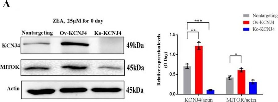 Fig.4.A showing Western Blotting from the publication: CRISPR-activation screen identified potassium channels for protection against mycotoxins through cell cycle progression and mitochondrial function.
