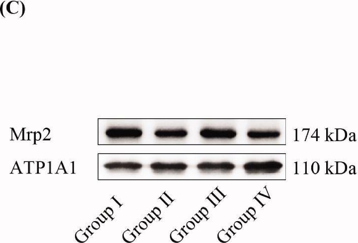 Fig.6.C showing Western Blotting from the publication: QiShenYiQi pills, a Chinese patent medicine, increase bioavailability of atorvastatin by inhibiting Mrp2 expression in rats.