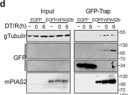 Fig.5.D showing Western Blotting from the publication: dsRNAi-mediated silencing of PIAS2beta specifically kills anaplastic carcinomas by mitotic catastrophe.