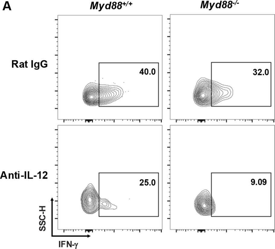 Fig.3.A showing Flow cytometry/Cell sorting from the publication: Influence of MyD88 and αβ T cells on mesenteric lymph node innate lymphoid cell populations during Toxoplasma gondii infection.