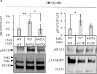 Fig.5.A showing Western Blotting from the publication: Characterization of JAK1 Pseudokinase Domain in Cytokine Signaling.