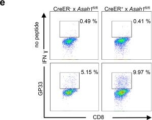 Fig.4.E showing Flow cytometry/Cell sorting in a Mus musculus (House mouse) sample from the publication: Acid ceramidase regulates CD8+ T-cell exhaustion via type I interferon-mediated upregulation of PD-L1.
