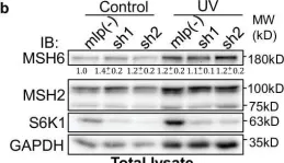 Fig.4.B showing Western Blotting from the publication: S6K1 phosphorylates Cdk1 and MSH6 to regulate DNA repair.