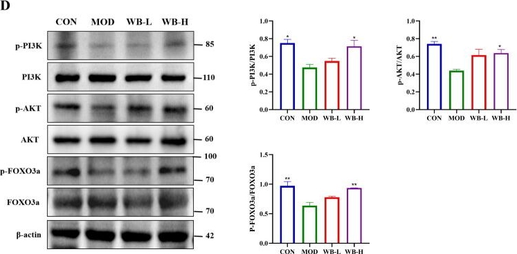 Fig.4.D showing Western Blotting in a Mus musculus (House mouse) sample from the publication: Wubie Fanchun Formula-inducible metabolites in primary ovarian insufficiency model mice that facilitate ovarian renovation.