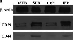 Fig.9.A showing Western Blotting in a Canis lupus familiaris (Domestic dog) sample from the publication: Effects of Cryopreservation on Canine Multipotent Stromal Cells from Subcutaneous and Infrapatellar Adipose Tissue.
