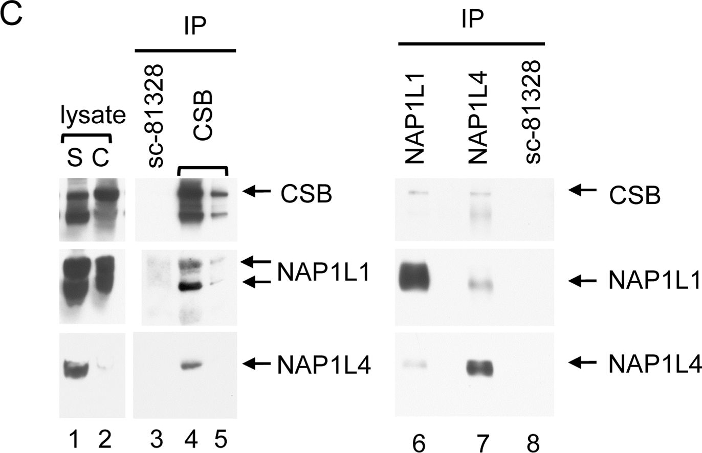 Fig.2.C showing Western Blotting in a Homo sapiens (Human) sample from the publication: ATP-dependent chromatin remodeling by Cockayne syndrome protein B and NAP1-like histone chaperones is required for efficient transcription-coupled DNA repair.