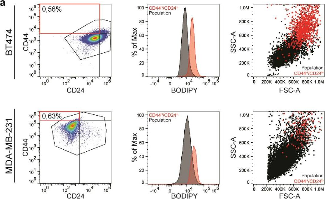 Fig.3.A showing Flow cytometry/Cell sorting in a Homo sapiens (Human) sample from the publication: Lipid Droplets Define a Sub-Population of Breast Cancer Stem Cells.