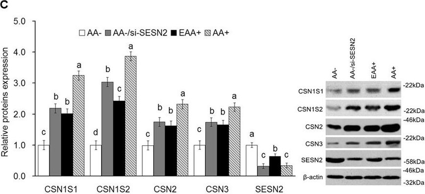Fig.3.C showing Western Blotting in a Bos taurus (Bovine) sample from the publication: SESN2 negatively regulates cell proliferation and casein synthesis by inhibition the amino acid-mediated mTORC1 pathway in cow mammary epithelial cells.