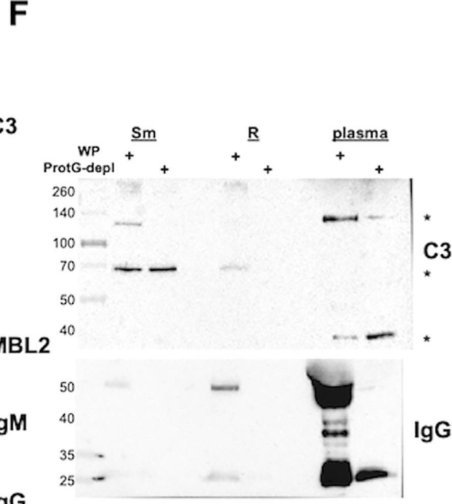 Fig.6.F showing Western Blotting from the publication: Divergent host humoral innate immune response to the smooth-to-rough adaptation of Mycobacterium abscessus in chronic infection.