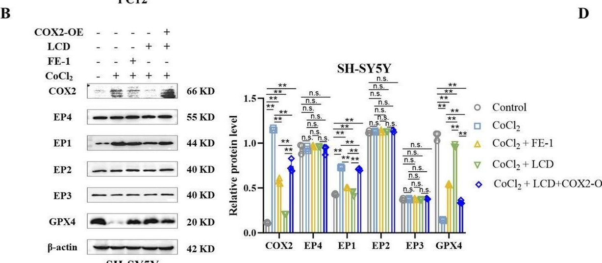 Fig.4.B showing Western Blotting from the publication: Licochalcone D mitigates intracerebral hemorrhage-induced ferroptosis of neurons through COX2 inhibition.