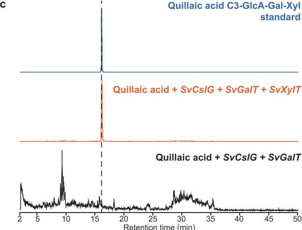 Fig.5.C from the publication: Deciphering triterpenoid saponin biosynthesis by leveraging transcriptome response to methyl jasmonate elicitation in Saponaria vaccaria.